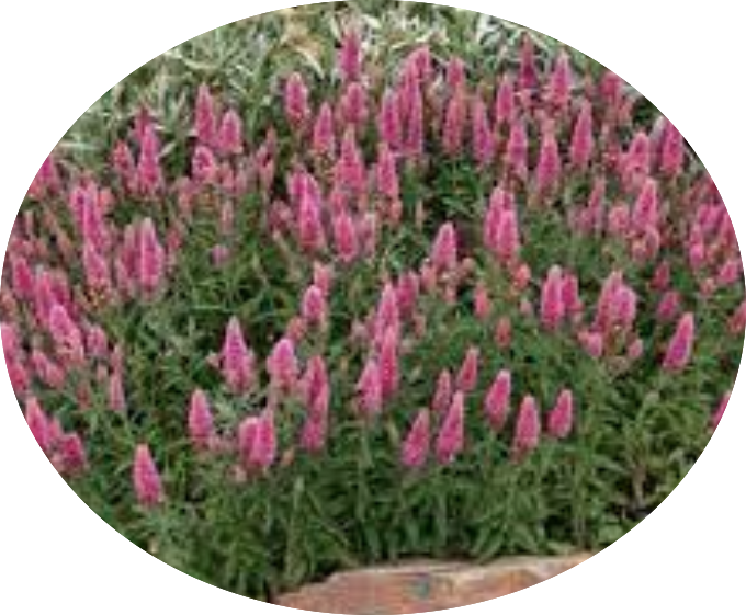 veronica spicata rosea vaso 14/15