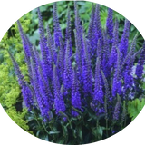 Veronica 'Plumosa Blue Plume vaso 14