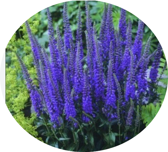Veronica 'Plumosa Blue Plume vaso 14