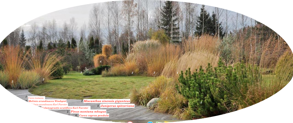 Molinia cm. 200 arundinacea 'Karl Förster' 18