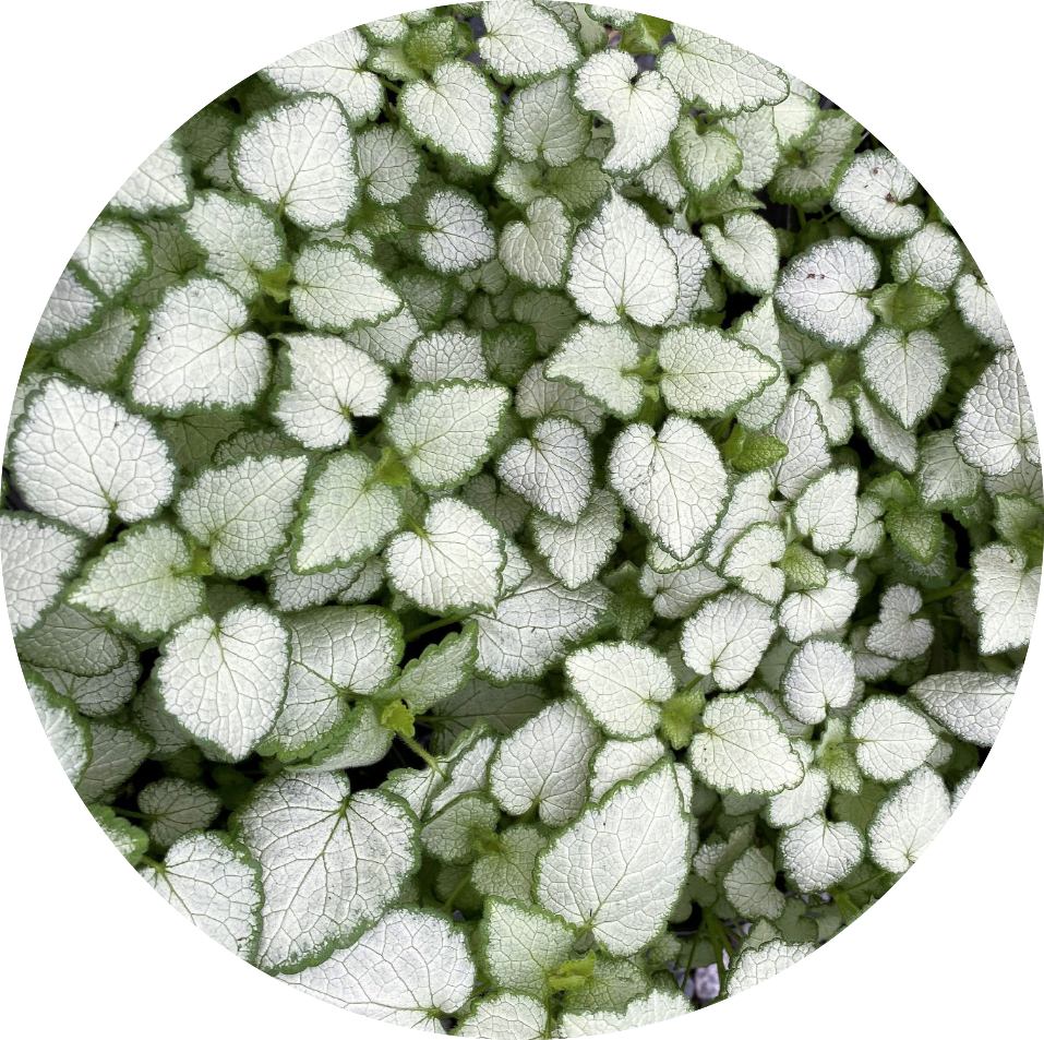 Lamium maculatum 'White Nancy' v.10