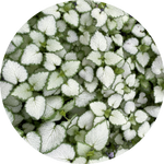 Lamium maculatum 'White Nancy' v.10