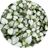 Lamium maculatum 'White Nancy' v.10