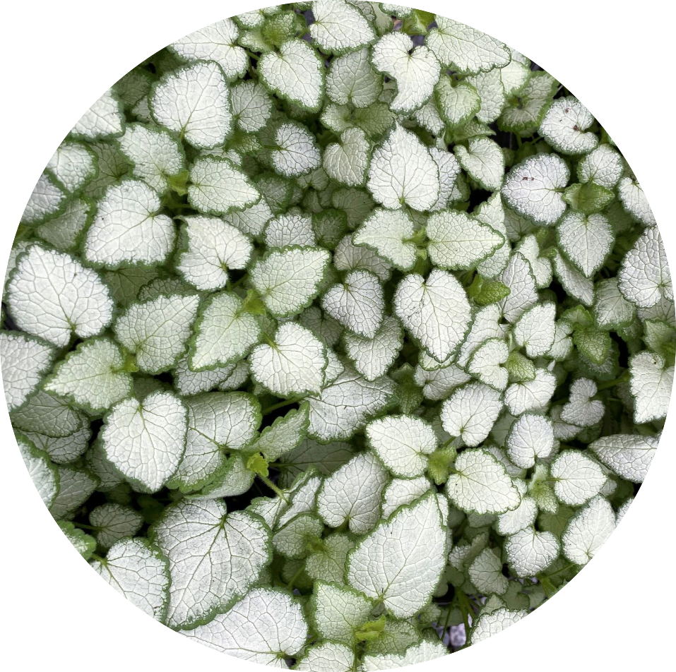 Lamium maculatum 'White Nancy' v.10