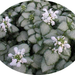 Lamium maculatum 'White Nancy' v.10