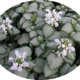 Lamium maculatum 'White Nancy' v.10