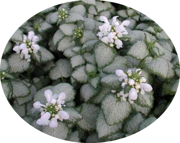 Lamium maculatum 'White Nancy' v.10