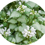 Lamium maculatum 'White Nancy' v.10