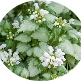Lamium maculatum 'White Nancy' v.10