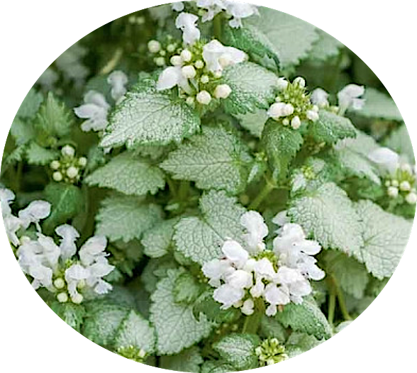 Lamium maculatum 'White Nancy' v.10
