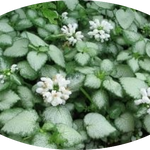 Lamium maculatum 'White Nancy' v.10