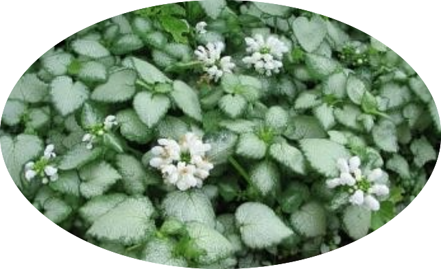 Lamium maculatum 'White Nancy' v.10