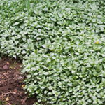 Lamium maculatum 'White Nancy' v.10