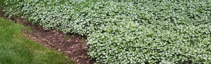 Lamium maculatum 'Pink Pewter
