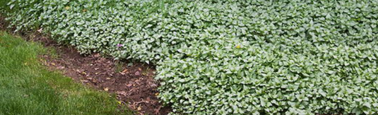 Lamium maculatum 'Pink Pewter
