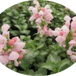 Lamium maculatum 'Pink Pewter