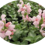 Lamium maculatum 'Pink Pewter