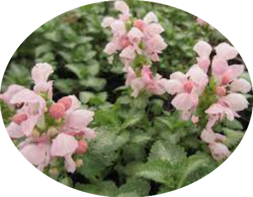 Lamium maculatum 'Pink Pewter
