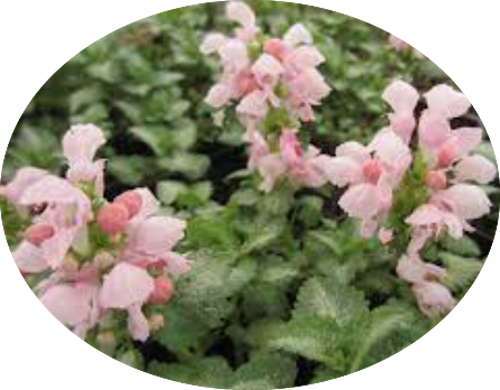 Lamium maculatum 'Pink Pewter