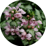 Lamium maculatum 'Pink Pewter