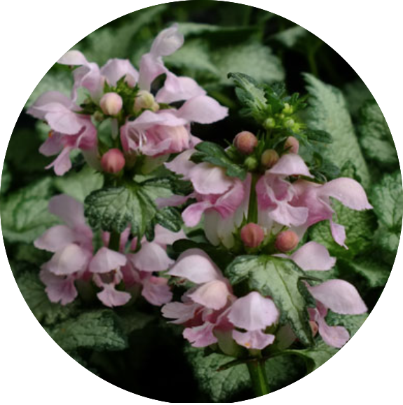 Lamium maculatum 'Pink Pewter