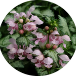 Lamium maculatum 'Pink Pewter