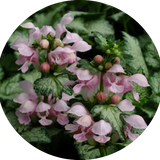Lamium maculatum 'Pink Pewter