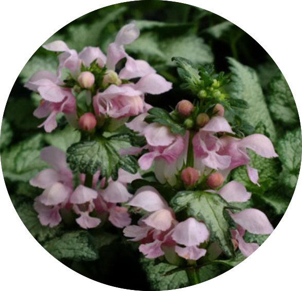 Lamium maculatum 'Pink Pewter