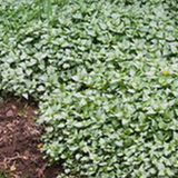 Lamium Maculatum 'Beacon Silver vaso 9