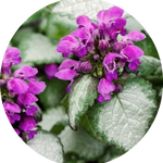 Lamium Maculatum 'Beacon Silver vaso 9