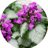 Lamium Maculatum 'Beacon Silver vaso 9