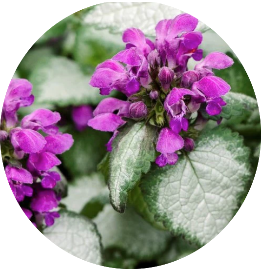 Lamium Maculatum 'Beacon Silver vaso 9