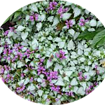 Lamium Maculatum 'Beacon Silver vaso 9