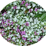 Lamium Maculatum 'Beacon Silver vaso 9