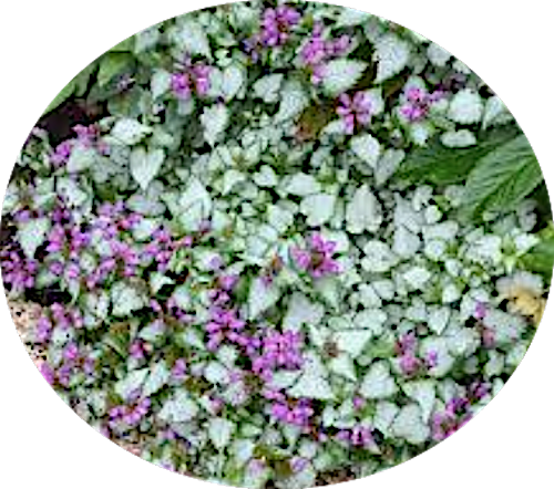Lamium Maculatum 'Beacon Silver vaso 9