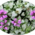 Lamium Maculatum 'Beacon Silver vaso 9