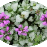 Lamium Maculatum 'Beacon Silver vaso 9