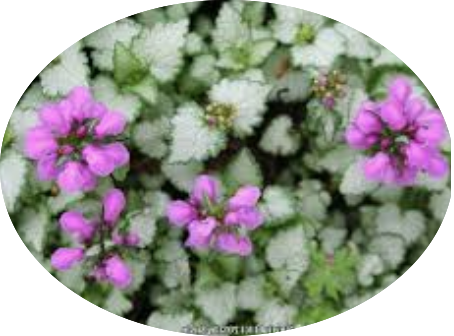 Lamium Maculatum 'Beacon Silver vaso 9