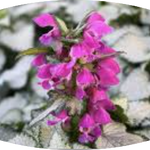 Lamium Maculatum 'Beacon Silver vaso 9