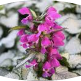 Lamium Maculatum 'Beacon Silver vaso 9