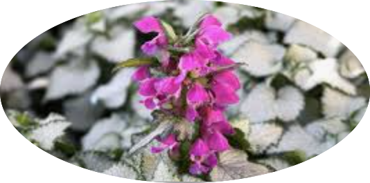 Lamium Maculatum 'Beacon Silver vaso 9