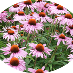 Echinacea purp. 'Leuchstern' vaso 9