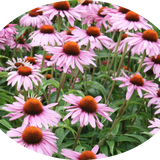 Echinacea purp. 'Leuchstern' vaso 9