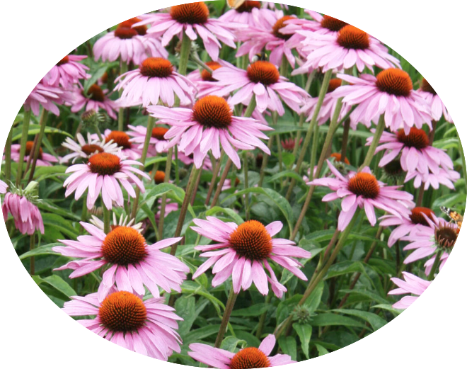 Echinacea purp. 'Leuchstern' vaso 9