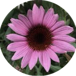 Echinacea purp. 'Leuchstern' vaso 9