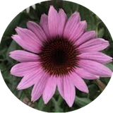Echinacea purp. 'Leuchstern' vaso 9
