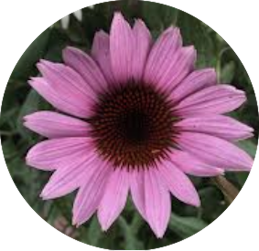 Echinacea purp. 'Leuchstern' vaso 9