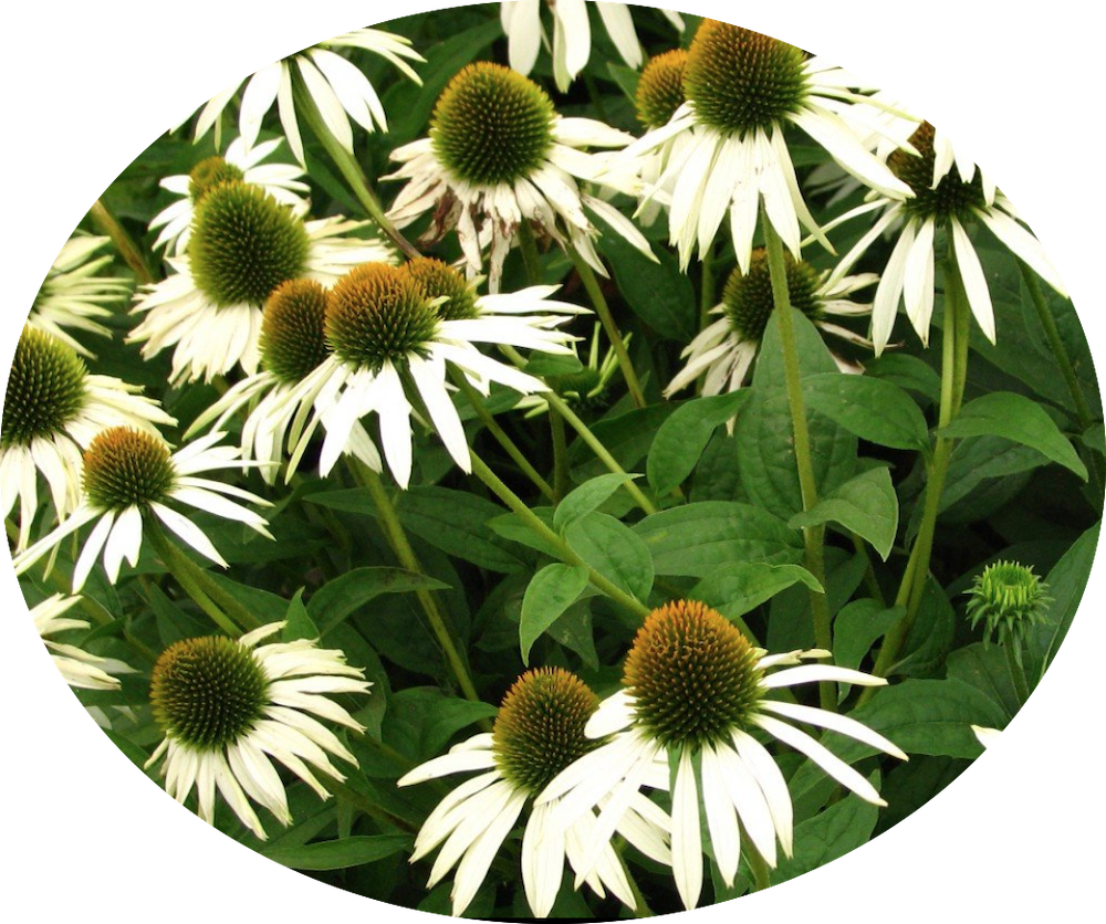 Echinacea purpurea Alba v.9