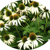 Echinacea purpurea Alba v.9
