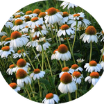 Echinacea purpurea Alba v.9
